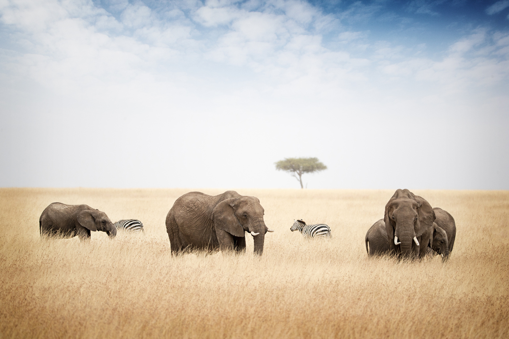 Safari Elephants Grazing in Kenya Africa