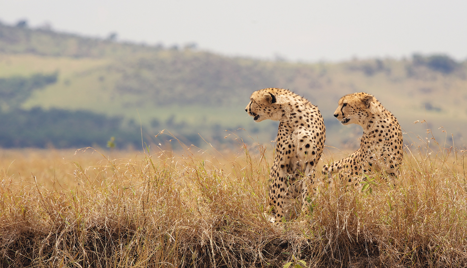 Two Wild Cheetahs